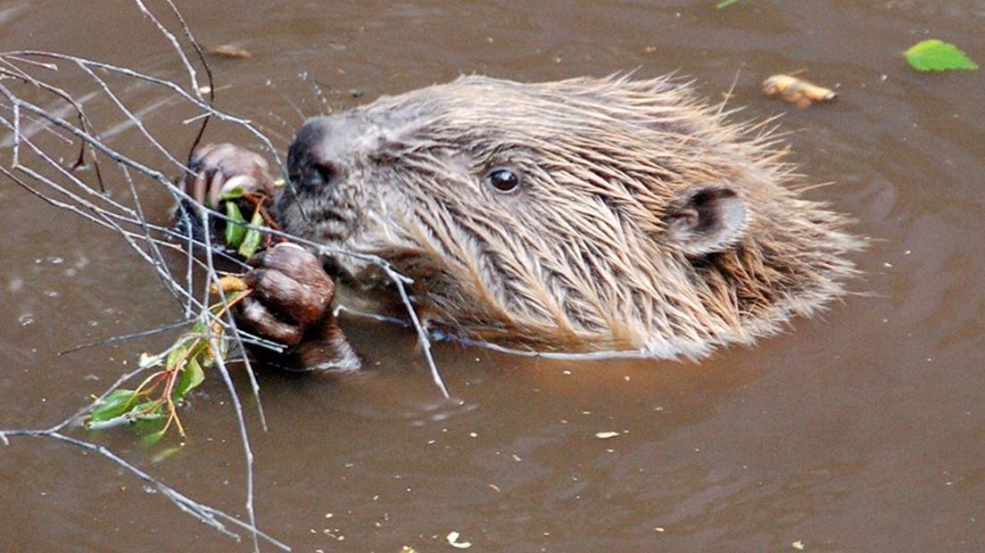 Een bever