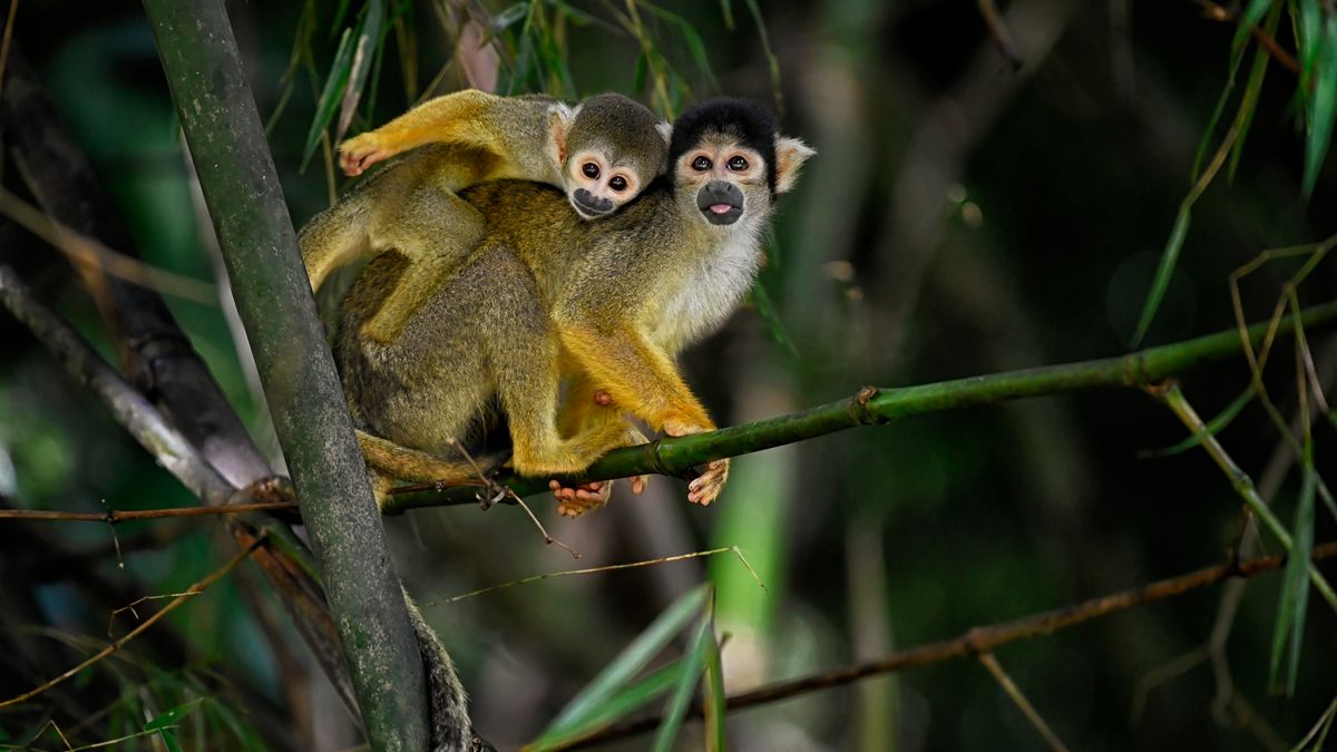 ZooParc Overloon krijgt na brand nieuwe doodshoofdaapjes uit Emmen