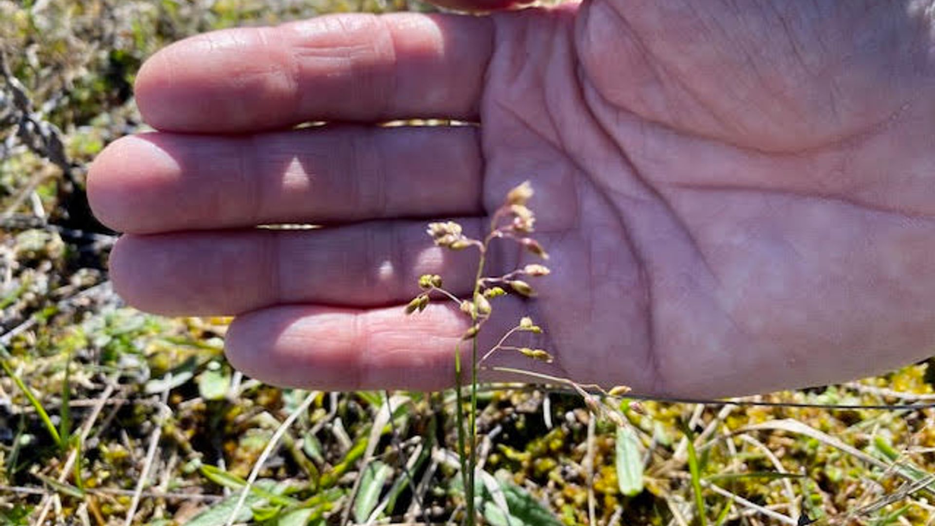 Scheurgras in Chris Natuurlijk van 8 april? - Rijnmond