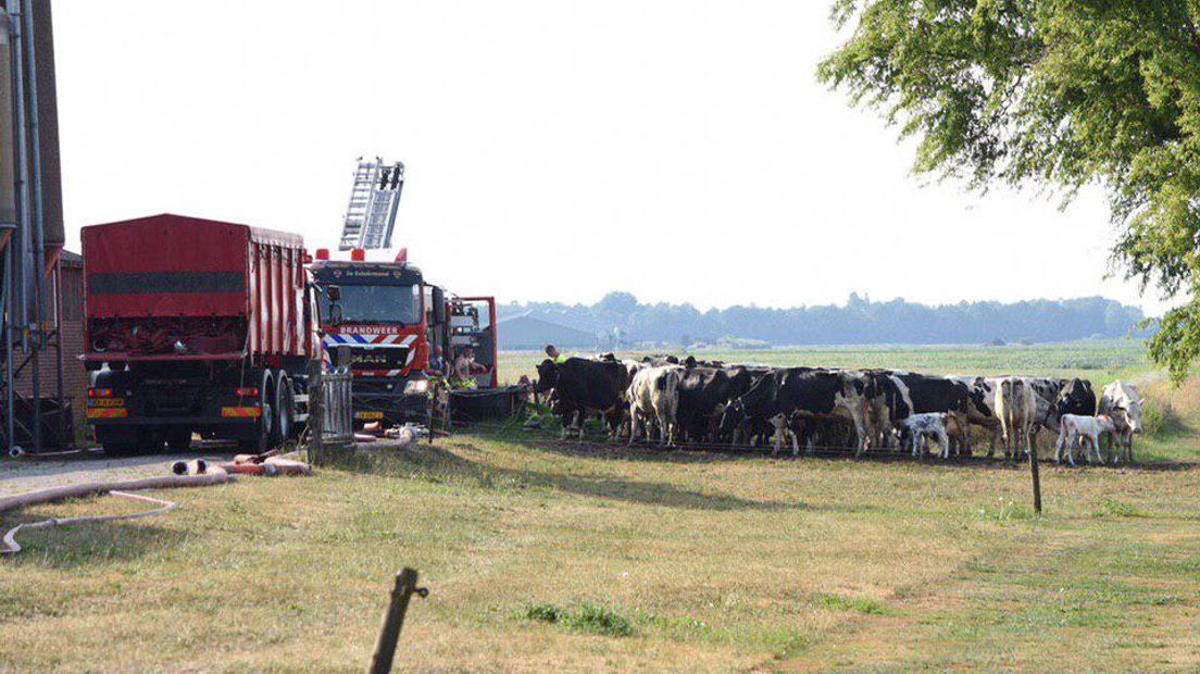 Nieuwsgierige koeien komen een kijkje nemen (Rechten: De Vries Media)