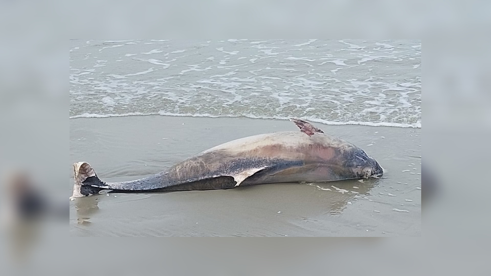 Tal brúnfisken dat oanspielt op eilannen nimt ôf