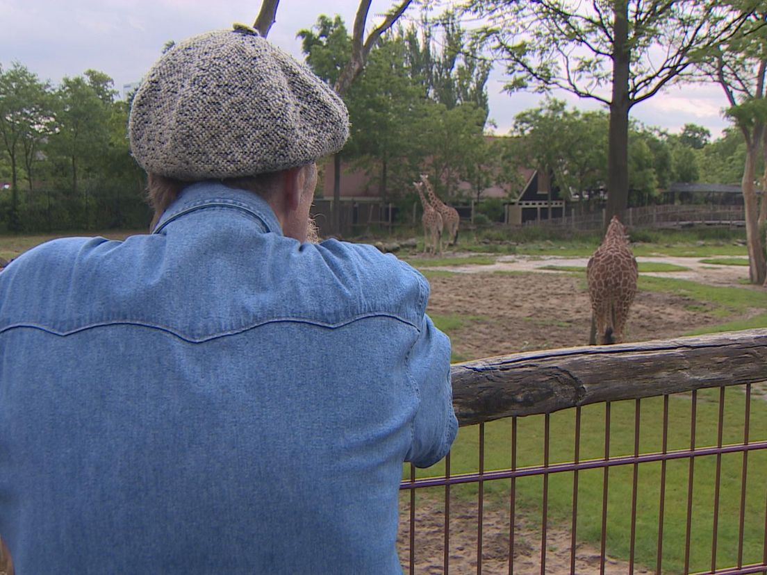 Van der Wulp kijk naar de giraffen die hem in moeilijke tijden voor veel afleiding hebben gebracht