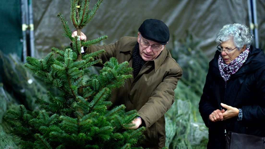 Kerstboom uitzoeken