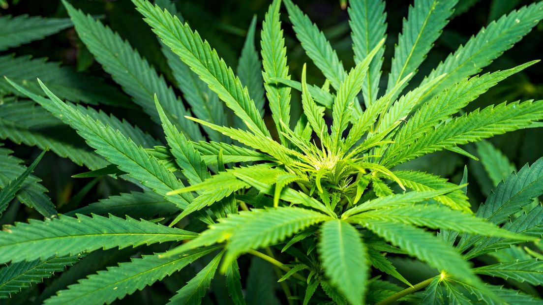 Hennep Wietplant Marihuana Wiet Cannabis