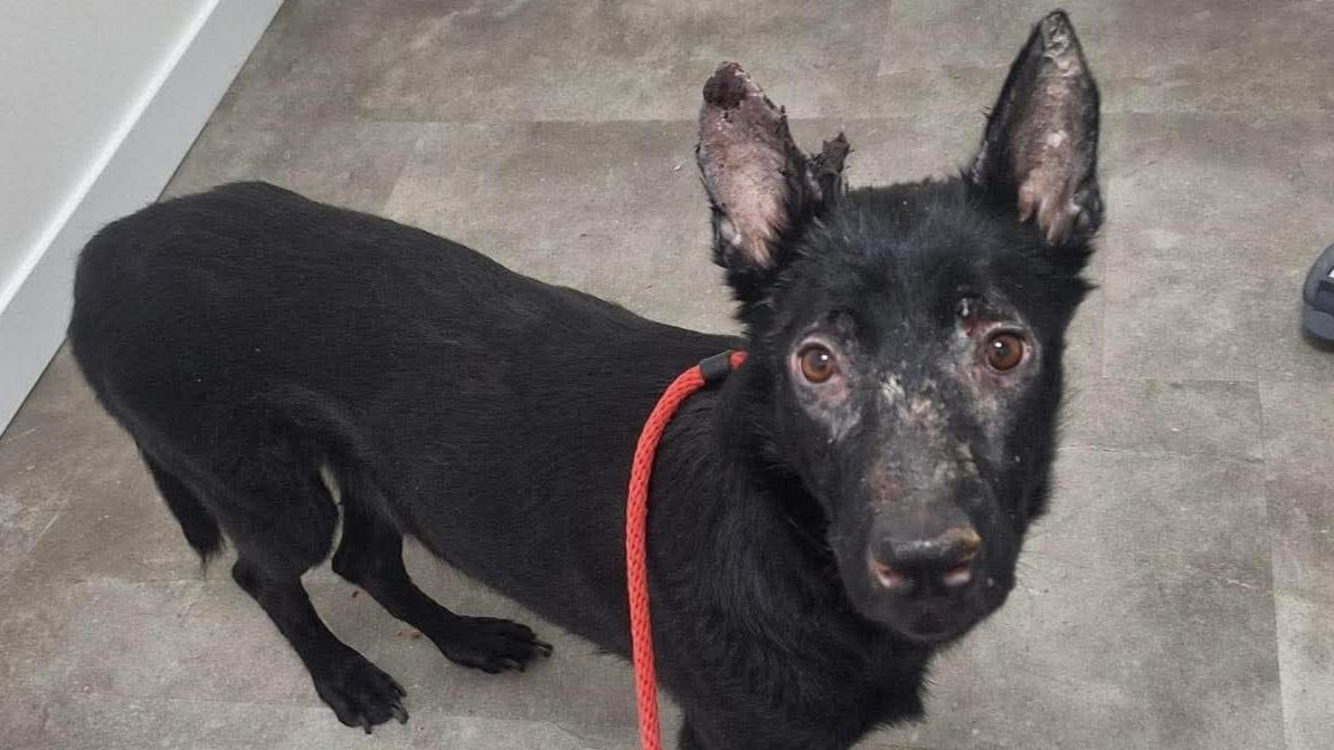 Balou had dringend verzorging nodig.