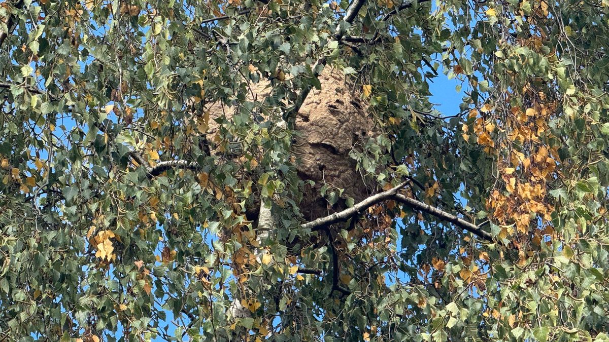 Zorgen in Heerlen om gigantisch nest Aziatische hoornaars