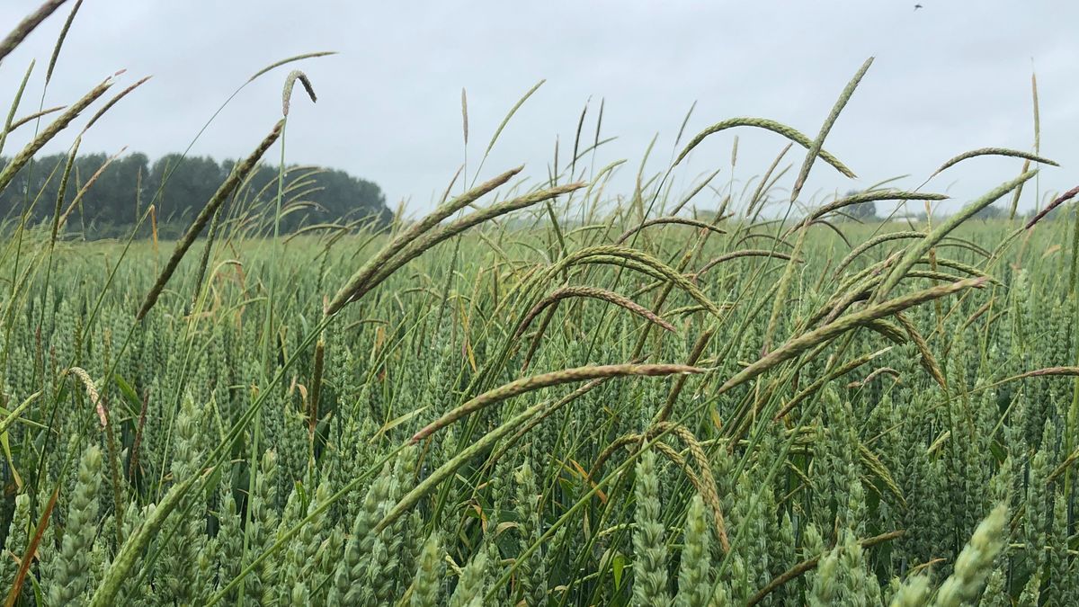 Graanboeren in Oldambt worden geteisterd door duist