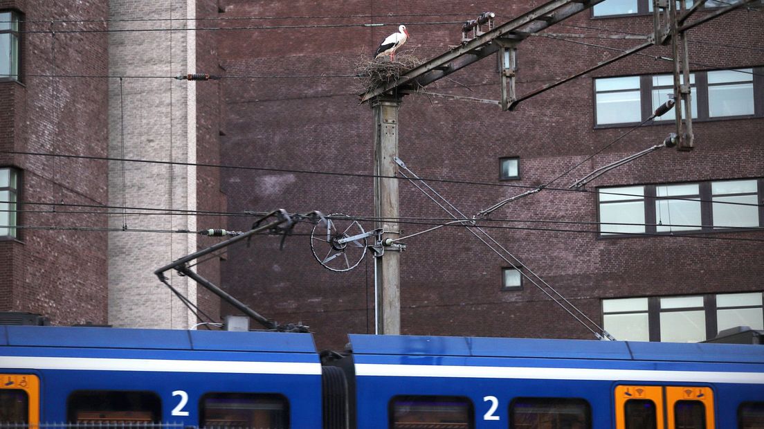 De ooievaar ziet ieder kwartier een trein langskomen