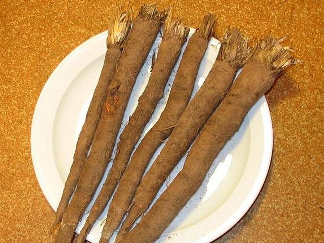 schorseneren