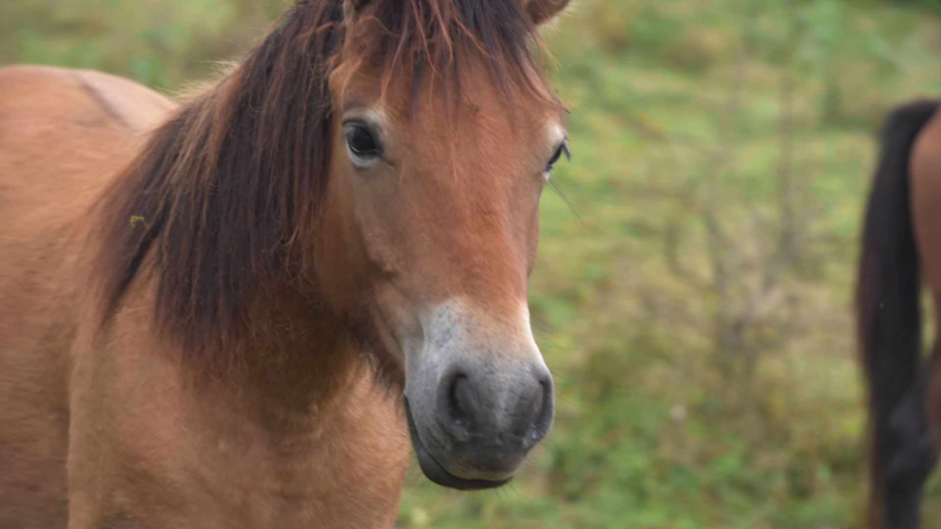 Kinderen plots hun pony kwijt: nu blijkt dat de politie het dier meenam