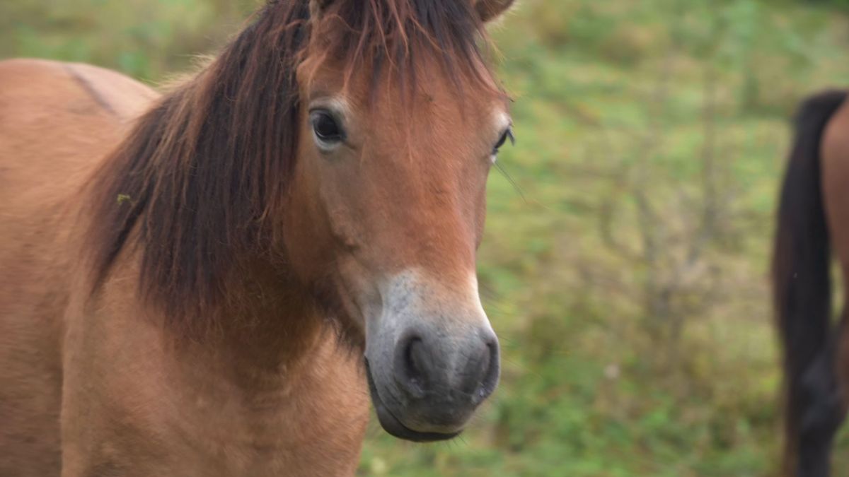 Kinderen plots hun pony kwijt: nu blijkt dat de politie het dier meenam