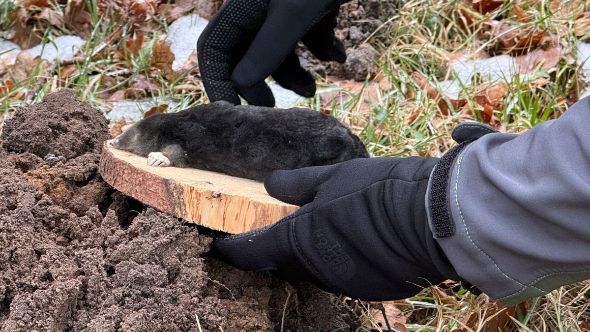 Ondanks de kou zijn mollen actief in de winter