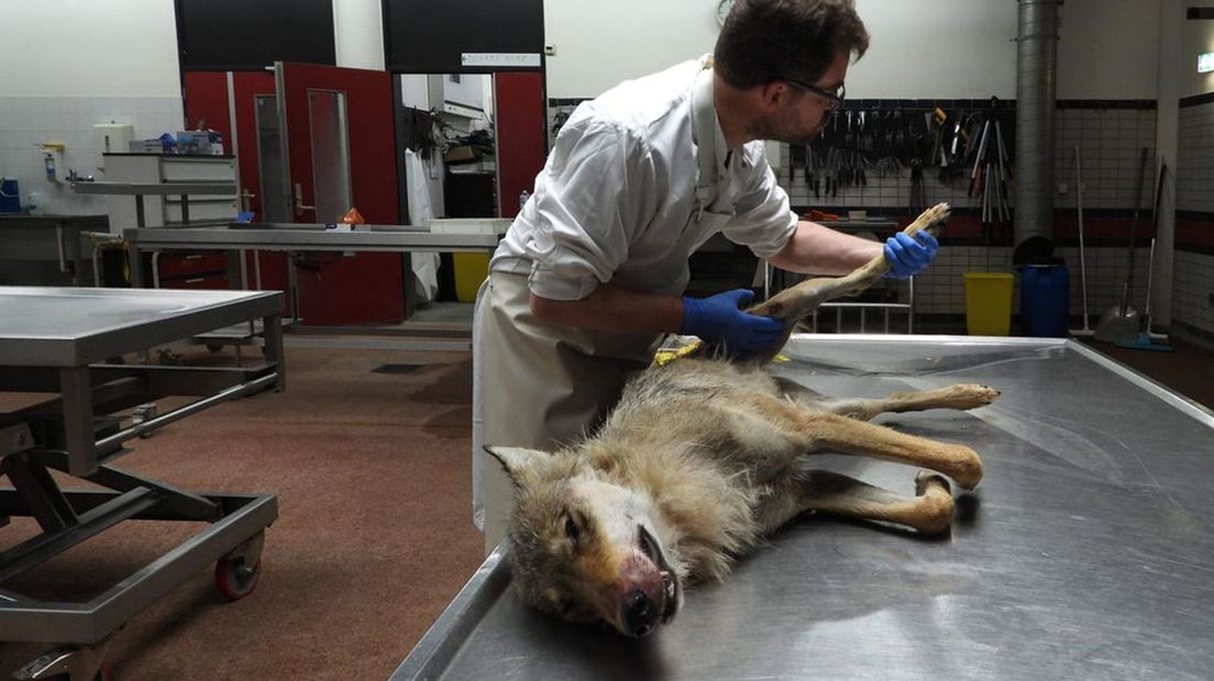 Op de A50, ter hoogte van Apeldoorn Noord, is in juni een wolf doodgereden. Volgens BIJ12 gaat het om een jonge wolvin. Hier wordt het dier onderzocht in Utrecht.