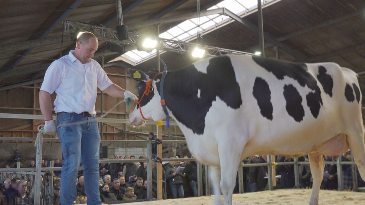Koeienveiling in Beerzerveld na negen jaar terug: 