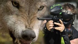 Faunabescherming: 'Vergunning paintballgeweer tegen wolf niet in orde'