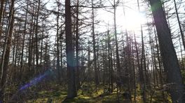 Bomen planten in het Drents-Friese Wold
