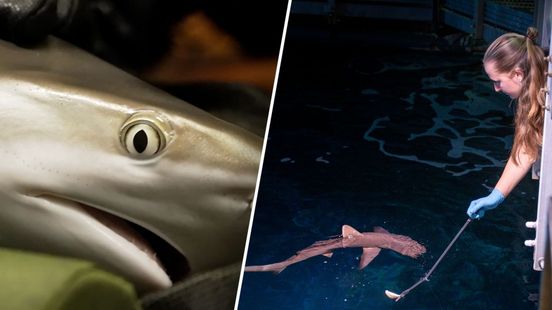 Geslaagd! Arnhemse haaien leren netjes eten van voertang