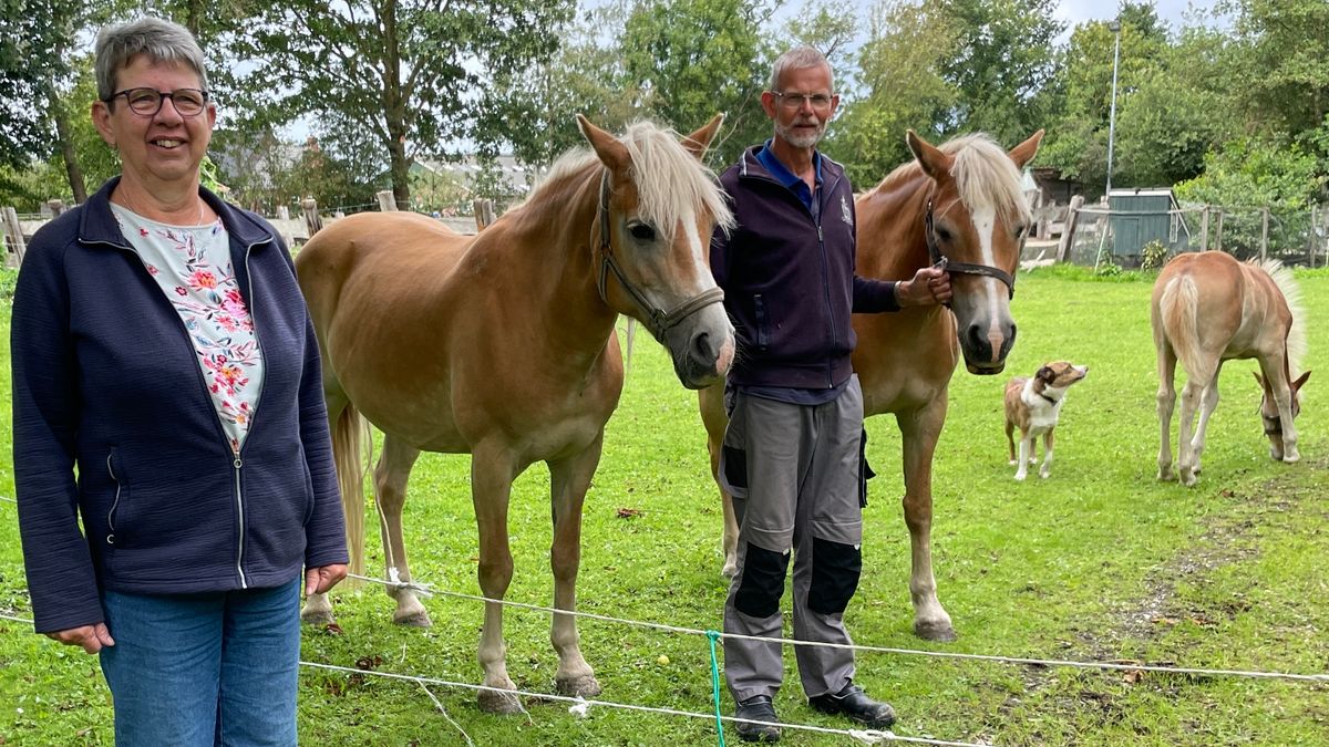 Met de haflingers aan het mooiste weggetje van het Westerkwartier