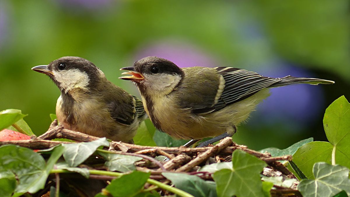 Koolmees voor het eerst het meest gezien bij tuinvogeltelling