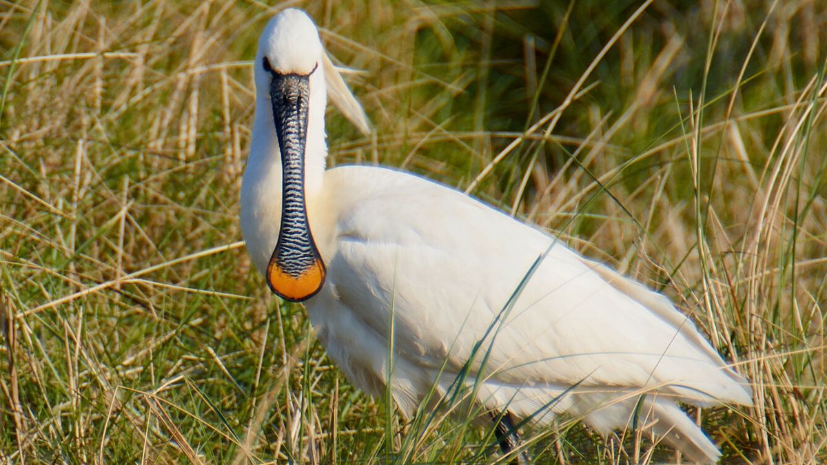 Lepelaar op Schiermonnikoog dood door vogelgriep, augustus wordt spannende maand