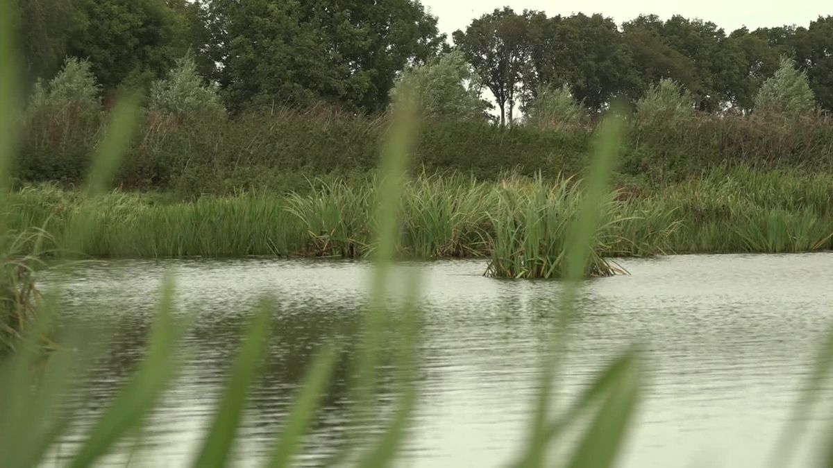 Tandzaad in natuurgebied Tusschenwater
