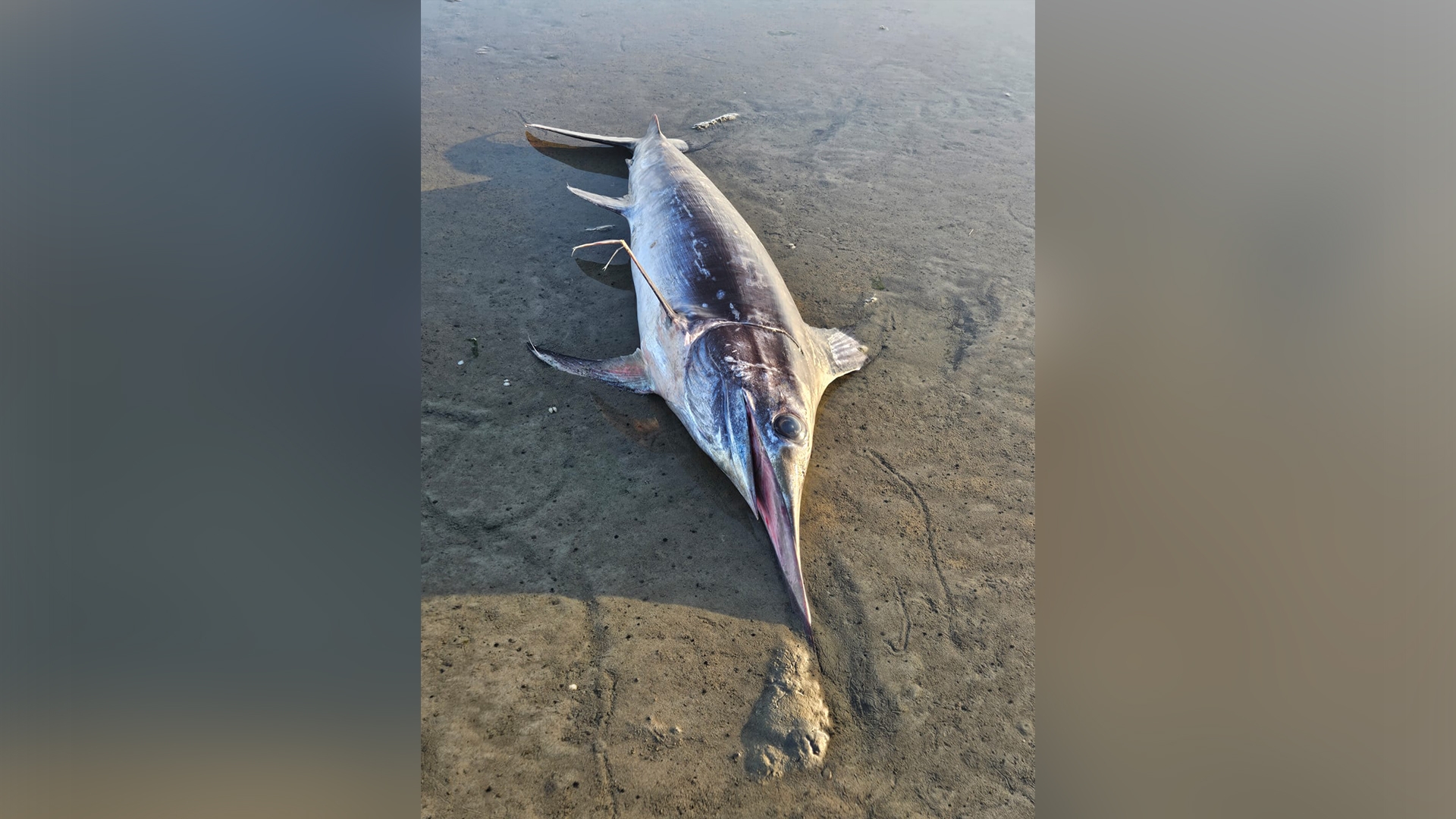 De aangespoelde zwaardvis