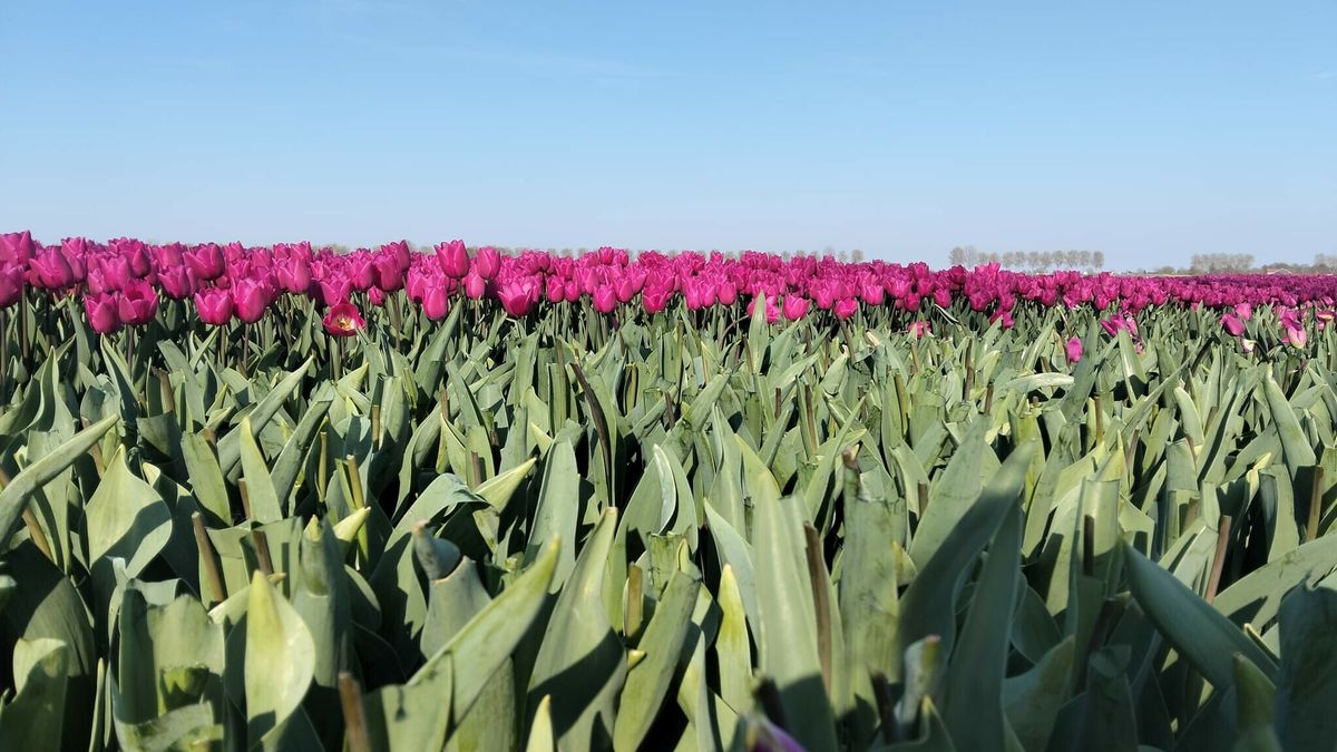 Een tulpenveld zonder bloemen: in Oud-Vossemeer blijven alleen de steeltjes over