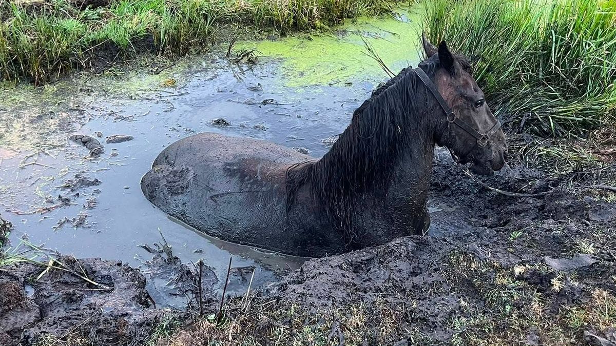 Paard in de sloot bij Nijhuizum | Celstraffen voor beheerders drugslab Dokkum