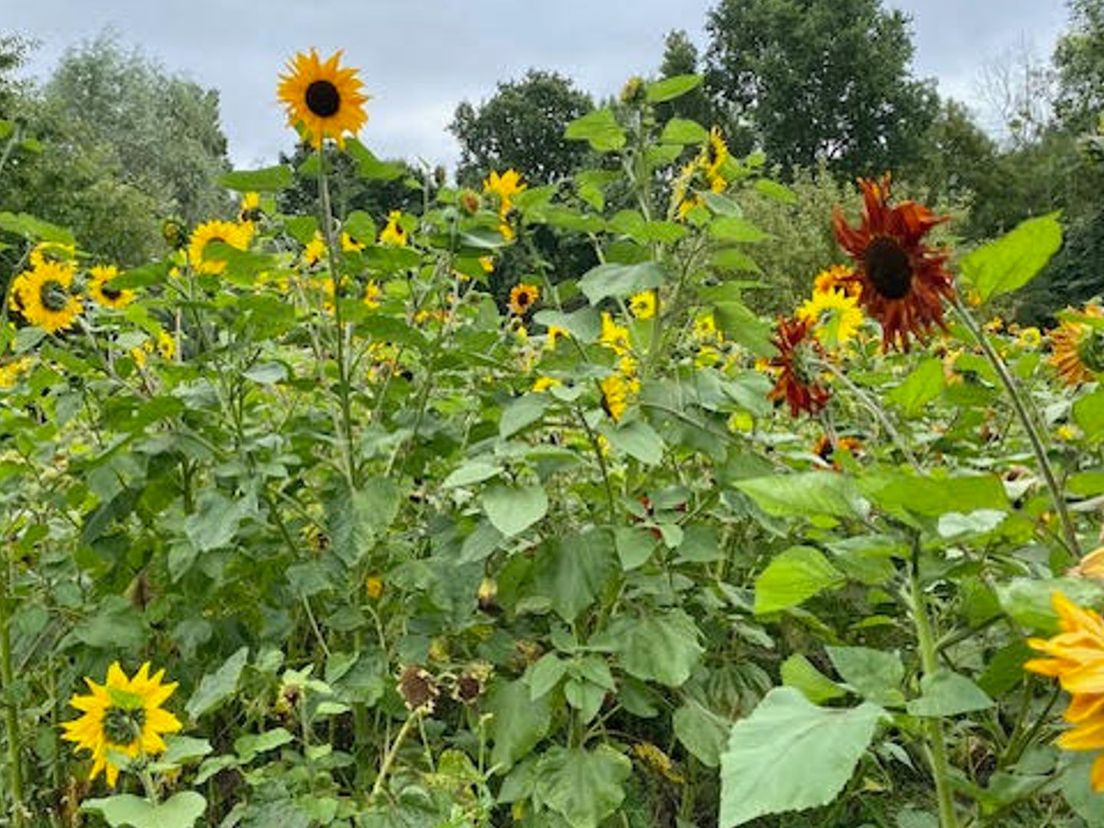 Zonnebloemen
