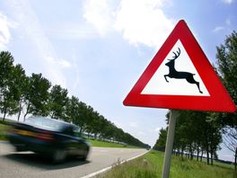 Ree doet niet mee aan wintertijd: 'Kans op aanrijding met wild is nu groter'