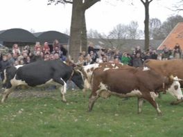 Koeien vieren dansend de lente in Fluitenberg