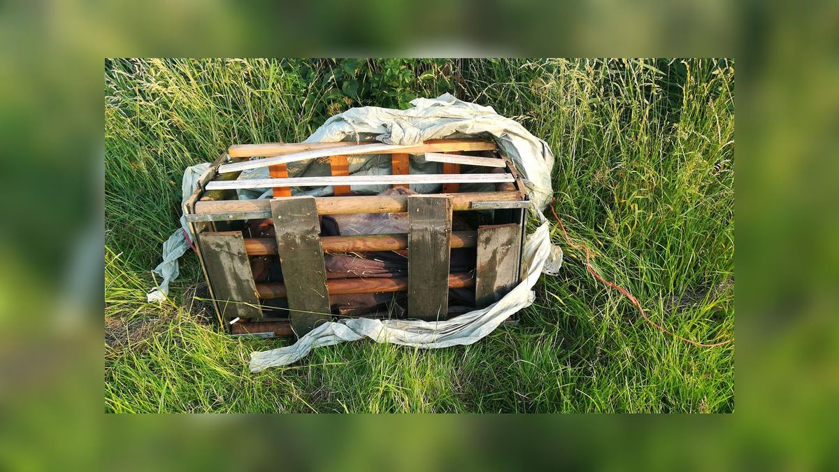 Lugubere vondst in Herbaijum: een kist met een dode hond erin