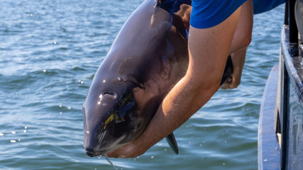 Twee bruinvissen die aanspoelden op Vlieland terug de Noordzee ingezet