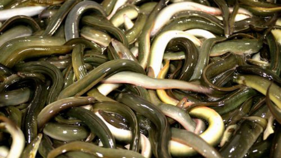 Gezocht: mannen die geregeld paling eten