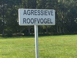 Roofvogel valt inwoners Vries lastig: 'Maar er zijn geen ogen uitgepikt'