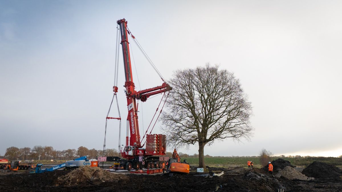 Operatie zomereik Hollandscheveld geslaagd: boom is verplaatst