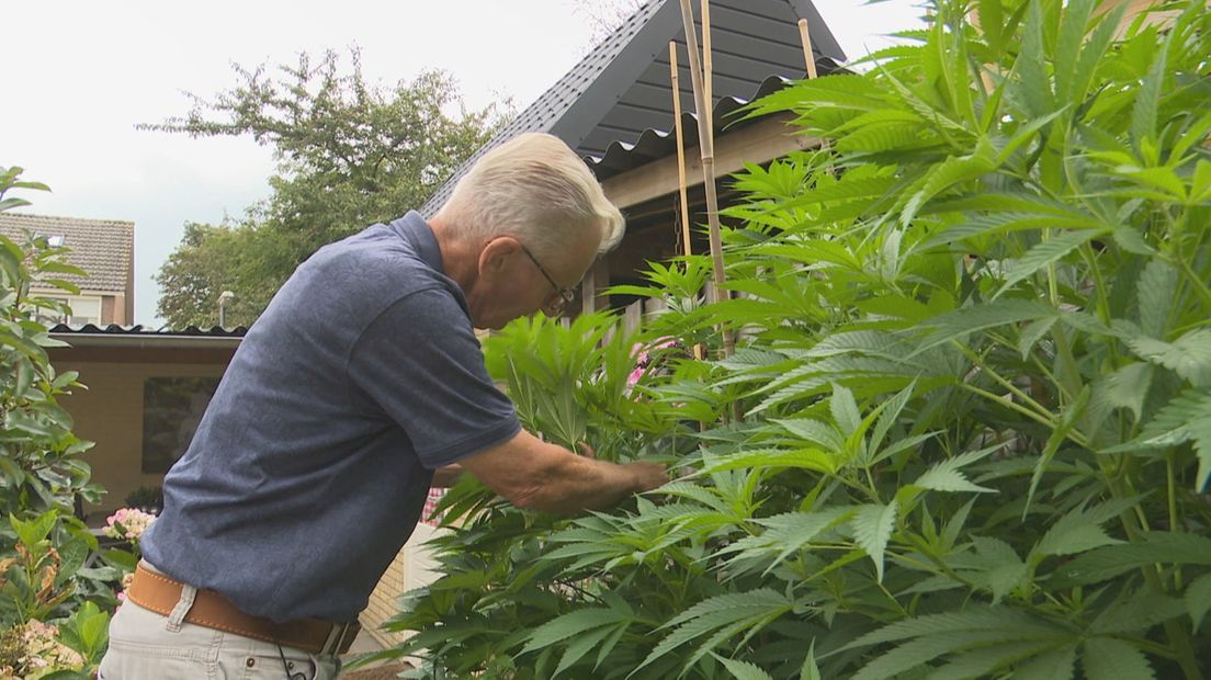 De wietplanten voor medicinaal gebruik in Hasselt