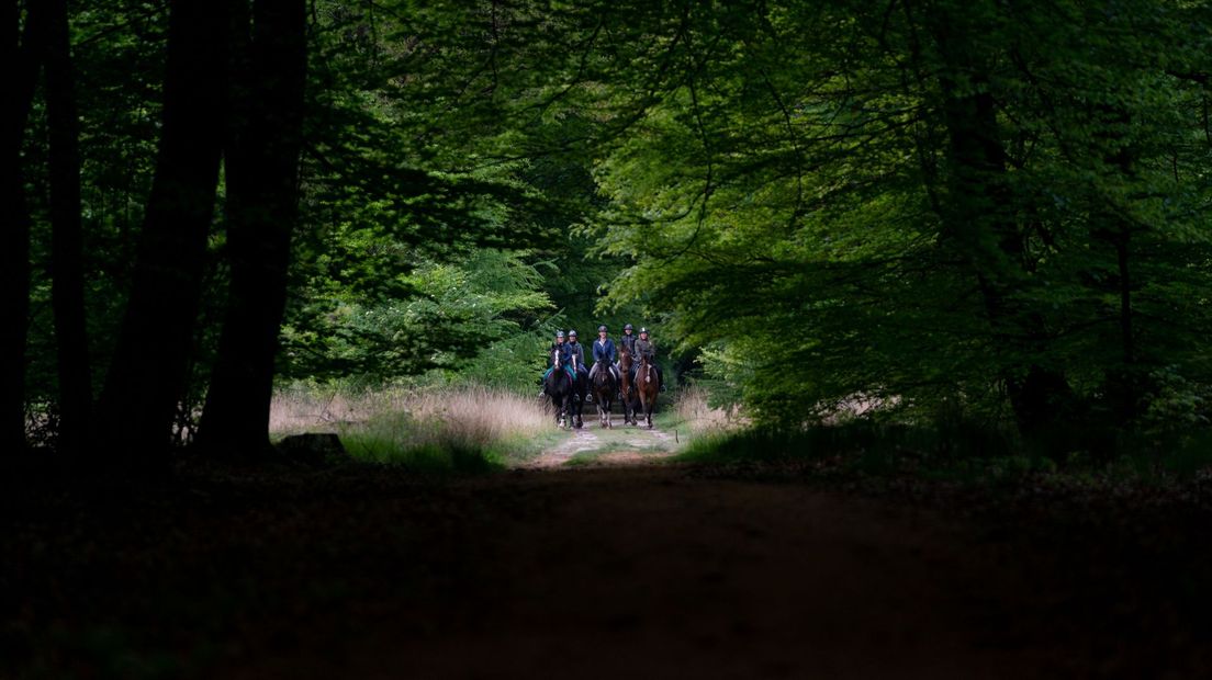 Dauwtrappen met paard