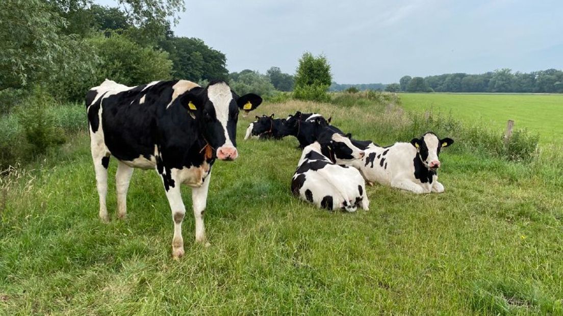 Grote stijging aantal bioboerderijen in Overijssel