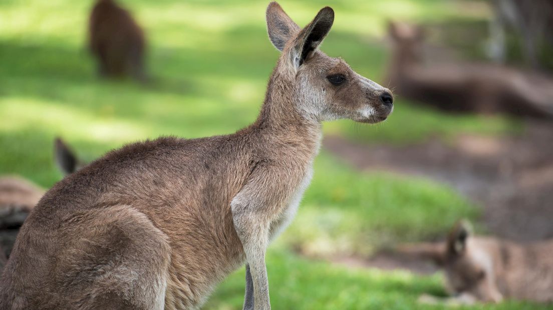 Kangoeroes gestolen in De Lutte