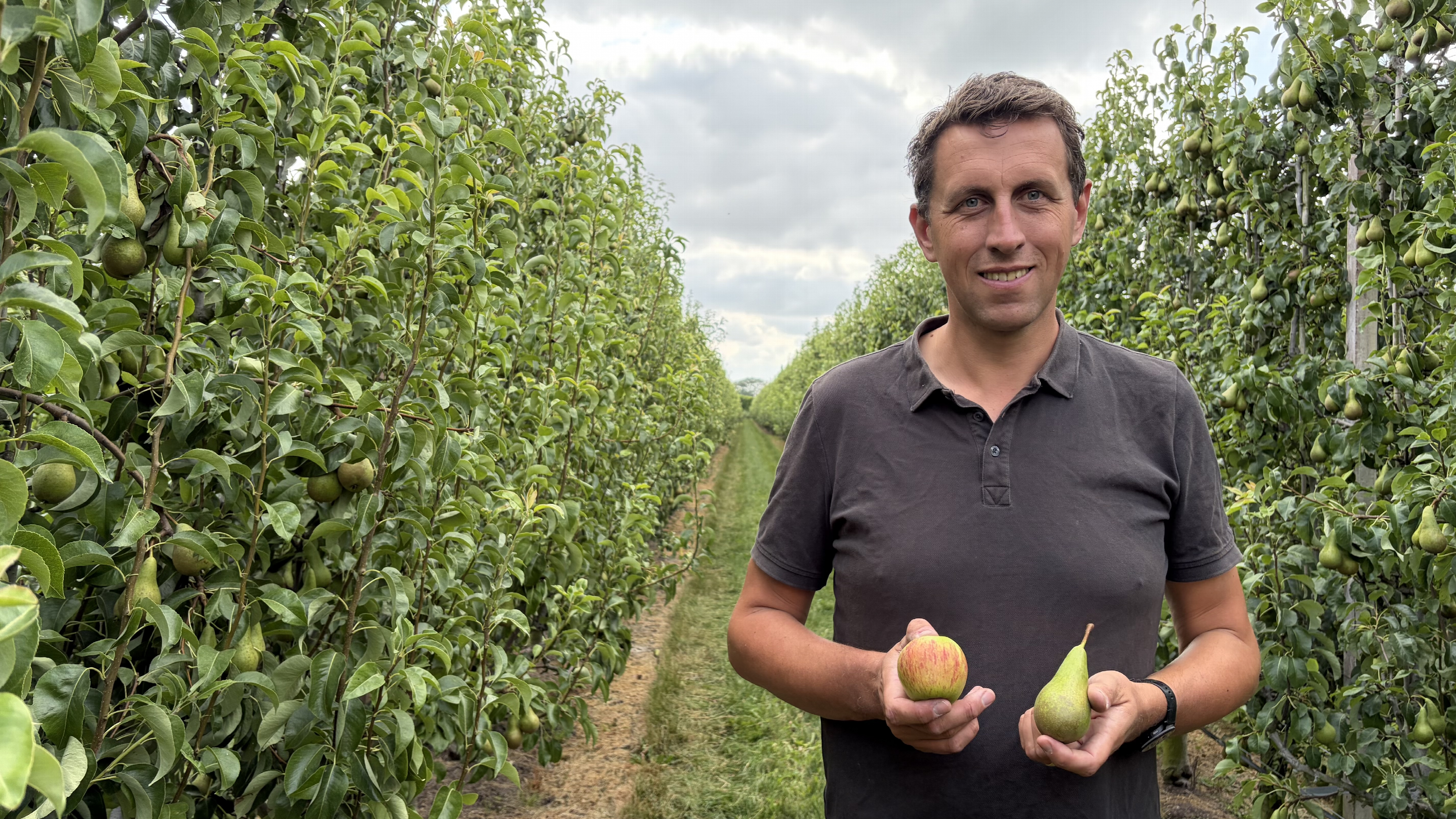 Appeloogst valt tegen, peren bedreigd door droogte en schimmel