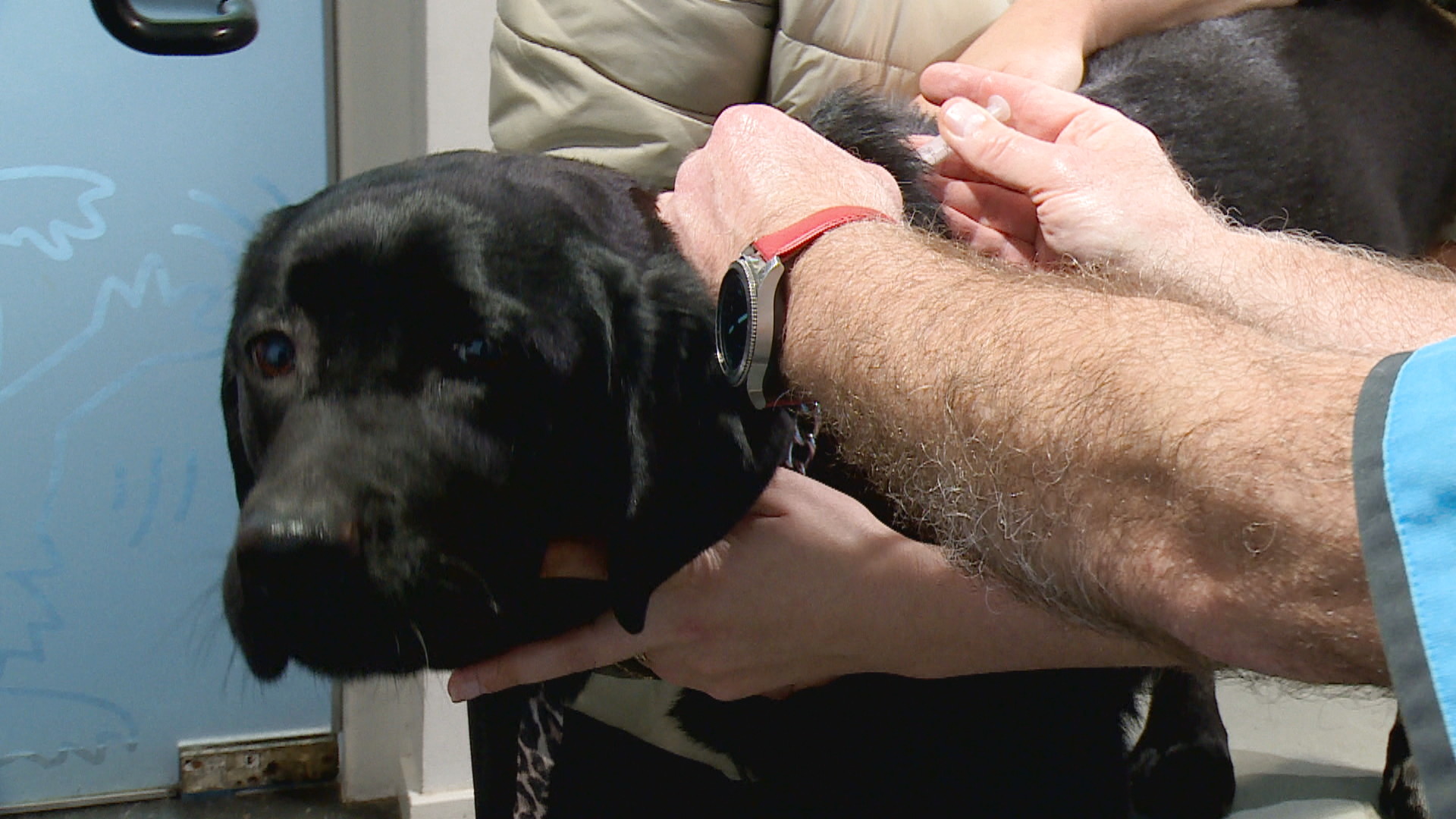 Dierenarts krijgt taakstraf voor stelen ketamine uit oude praktijk: 'Ik was overmand door emoties'