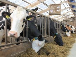 Drenthe heeft minstens 2 miljard euro nodig uit stikstoffonds: 'Een zeer reële claim'