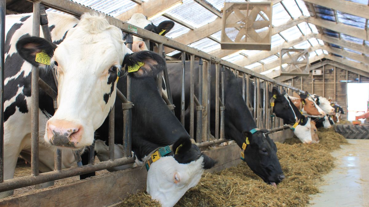 Melkveehouder uit Nieuw-Weerdinge krijgt 180 uur taakstraf om slechte zorg voor runderen