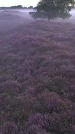 Gasterse Duinen kleuren paars