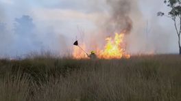 Brand in de Peel: 'Een kleine ramp voor de natuur'