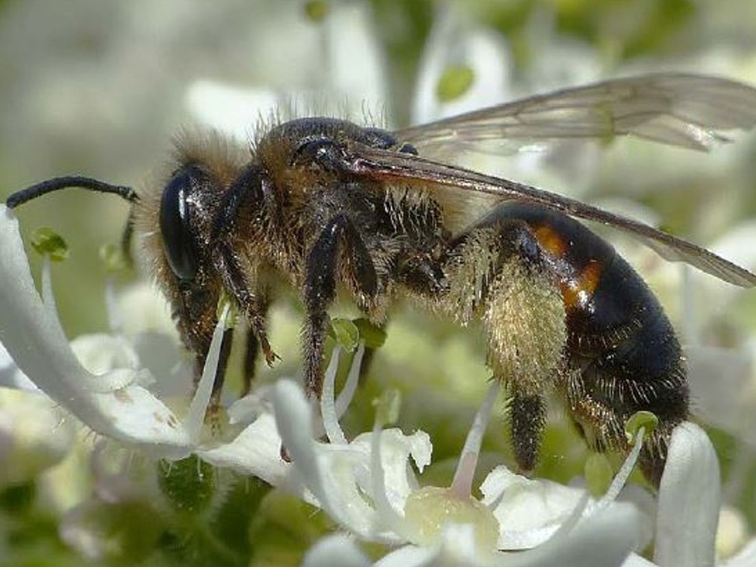 Roodrandzandbij (wilde bij)