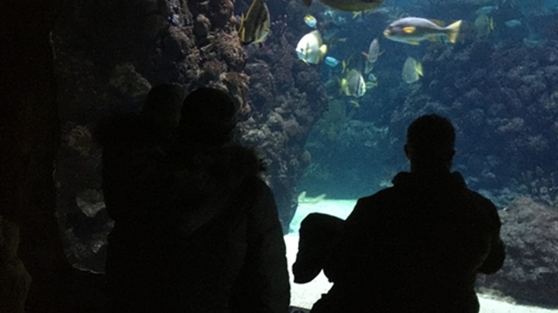 Op de oproep van Omroep Gelderland om mensen met Kerst eens extra in het zonnetje te zetten kwamen tientallen reacties. Vijf van hen gingen vandaag naar Burgers Zoo.