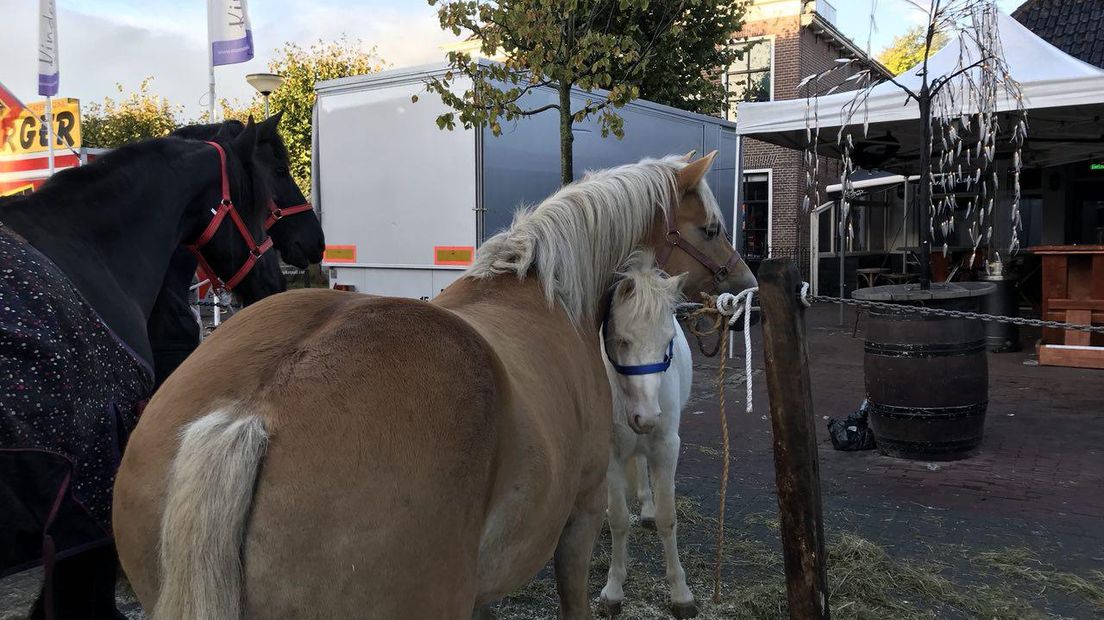 Paarden op de Rodermarkt (Rechten: RTV Drenthe / Marjolein Knol)