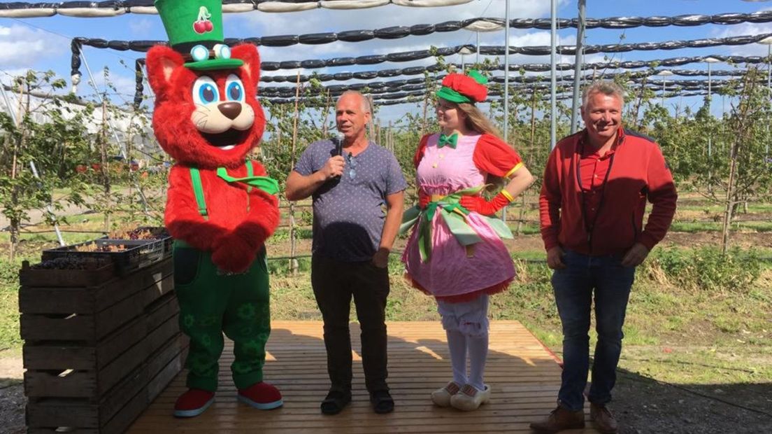 Veiling van de eerste Betuwse kersen